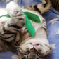 Green Bean Cat Toys Kitten Supplies 4PCS | momhomedecor